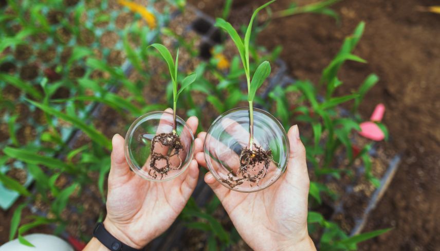 Two hands gently hold two small plants in clear glass vases, showcasing their vibrant green leaves.